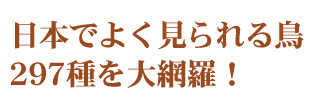日本でよく見られる鳥297種を大網羅！